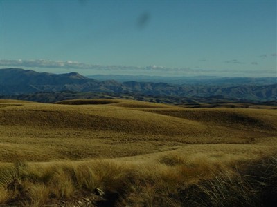 Te Papanui Conservation Park - Lester Hewitt