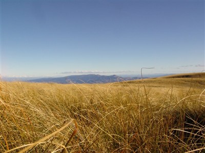 Te Papanui Conservation Park - Lester Hewitt