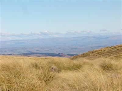 Te Papanui Conservation Park - Lester Hewitt