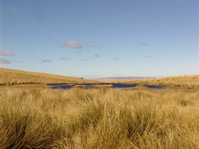 Te Papanui Conservation Park - Lester Hewitt