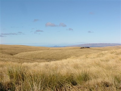 Te Papanui Conservation Park - Lester Hewitt