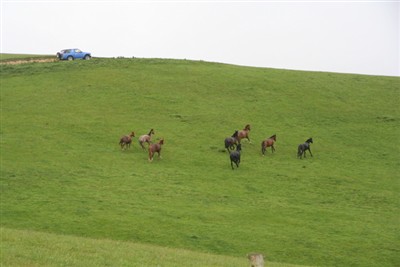 Palmerston Environs