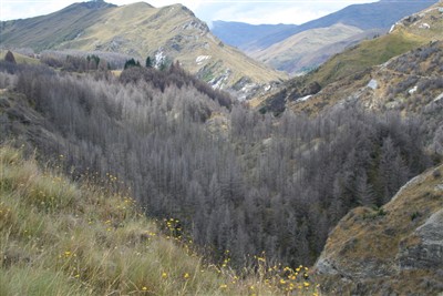 Wanaka environs - Ron Sim pics