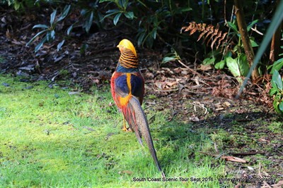 Shirley Taylor pix South Coast Safari