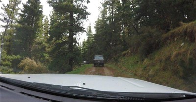 Waimate Forest - pix by Noel Pullan