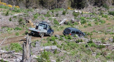 Waimate Forest - pix by Noel Pullan
