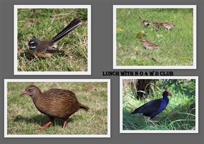 Takaka and environs - pics by Noel Pullan