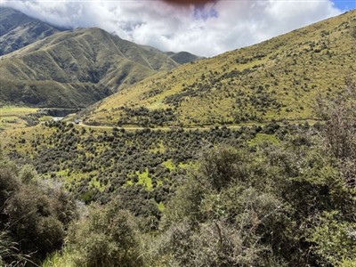 Orari Gorge River Track
